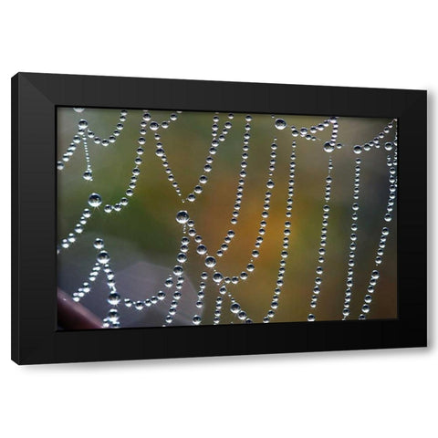 Tausend kleine Sonnen Black Modern Wood Framed Art Print by Rossmeissl, Gerhard