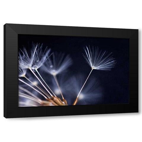 Anmut Black Modern Wood Framed Art Print by Rossmeissl, Gerhard