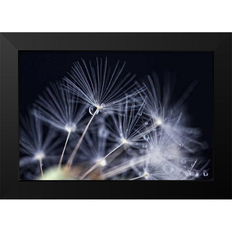 Schonheit Black Modern Wood Framed Art Print by Rossmeissl, Gerhard