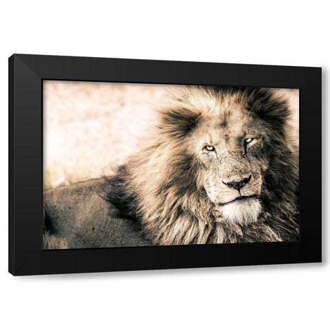 Lion-King Black Modern Wood Framed Art Print by Seifinger, Toby