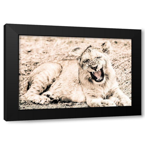 Lion-Baby Black Modern Wood Framed Art Print by Seifinger, Toby