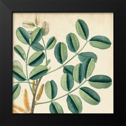 Garden Bounty IX Black Modern Wood Framed Art Print by Vision Studio