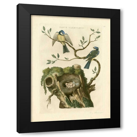 Nozeman Birds and Nests III Black Modern Wood Framed Art Print with Double Matting by Nozeman