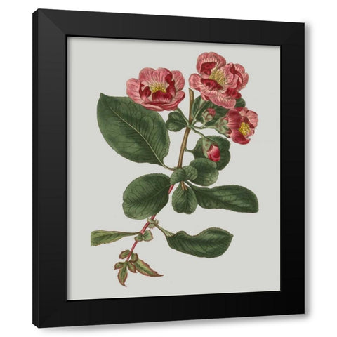 Floral Gems I Black Modern Wood Framed Art Print with Double Matting by Vision Studio
