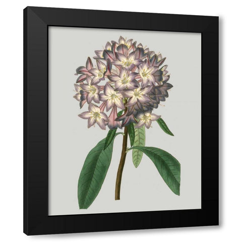 Floral Gems V Black Modern Wood Framed Art Print with Double Matting by Vision Studio