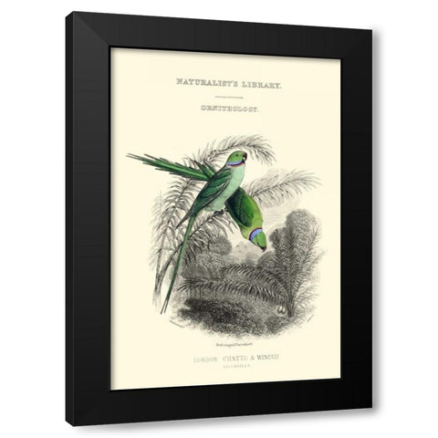 The Naturalists Library I Black Modern Wood Framed Art Print by Lizars, W.H.