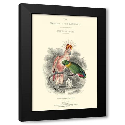 The Naturalists Library II Black Modern Wood Framed Art Print with Double Matting by Lizars, W.H.