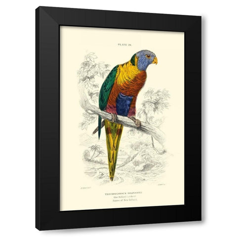 The Naturalists Library III Black Modern Wood Framed Art Print by Lizars, W.H.