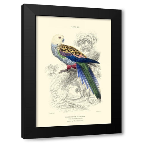 The Naturalists Library IV Black Modern Wood Framed Art Print by Lizars, W.H.