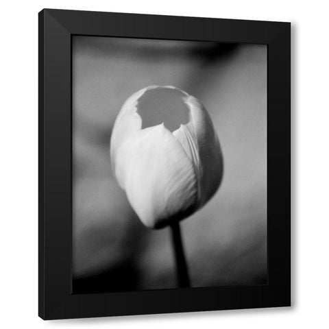 Floral Portrait I Black Modern Wood Framed Art Print with Double Matting by Pica, Jeff