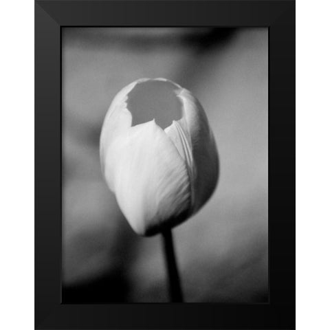 Floral Portrait I Black Modern Wood Framed Art Print by Pica, Jeff