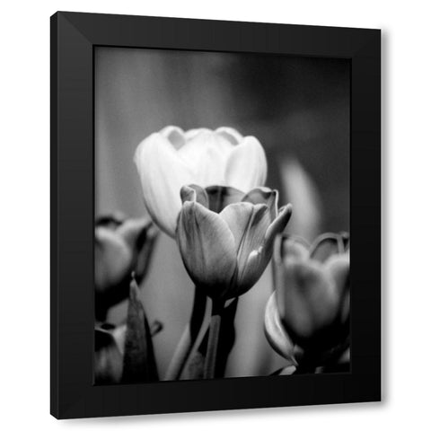Floral Portrait II Black Modern Wood Framed Art Print with Double Matting by Pica, Jeff