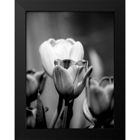 Floral Portrait II Black Modern Wood Framed Art Print by Pica, Jeff