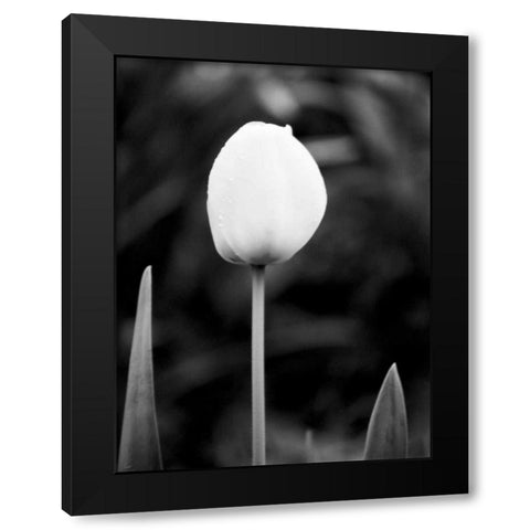 Floral Portrait III Black Modern Wood Framed Art Print with Double Matting by Pica, Jeff
