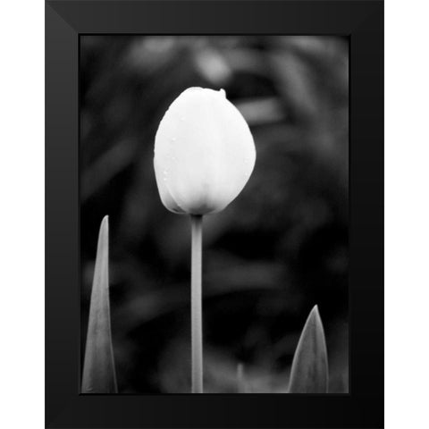 Floral Portrait III Black Modern Wood Framed Art Print by Pica, Jeff