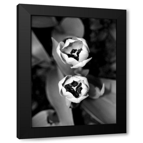 Floral Portrait IV Black Modern Wood Framed Art Print with Double Matting by Pica, Jeff