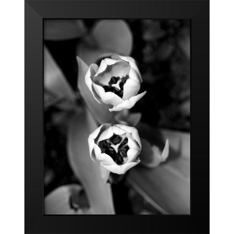 Floral Portrait IV Black Modern Wood Framed Art Print by Pica, Jeff