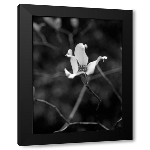 Floral Portrait V Black Modern Wood Framed Art Print with Double Matting by Pica, Jeff