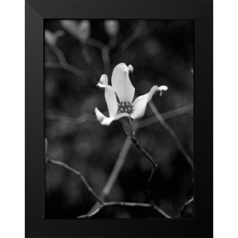 Floral Portrait V Black Modern Wood Framed Art Print by Pica, Jeff
