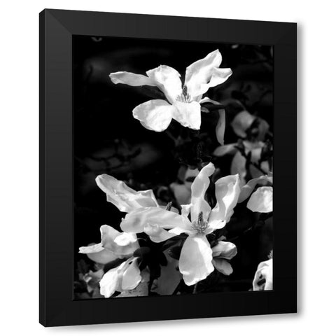 Floral Portrait VI Black Modern Wood Framed Art Print by Pica, Jeff