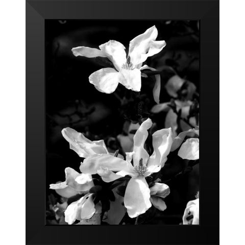 Floral Portrait VI Black Modern Wood Framed Art Print by Pica, Jeff
