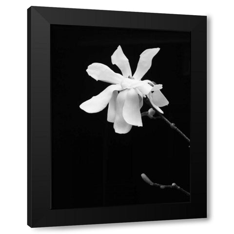 Floral Portrait VII Black Modern Wood Framed Art Print with Double Matting by Pica, Jeff