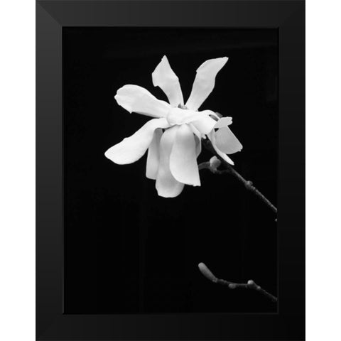 Floral Portrait VII Black Modern Wood Framed Art Print by Pica, Jeff