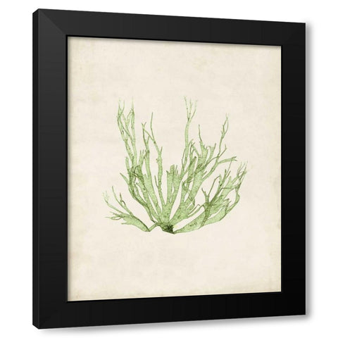 Peridot Seaweed IV Black Modern Wood Framed Art Print with Double Matting by Vision Studio