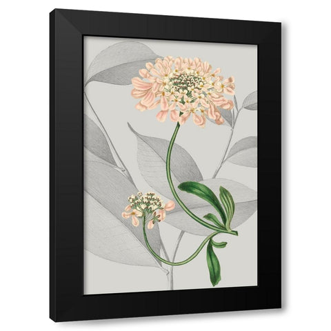 Botanical Arrangement I Black Modern Wood Framed Art Print with Double Matting by Vision Studio
