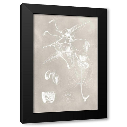 Botanical Schematic I Black Modern Wood Framed Art Print with Double Matting by Vision Studio