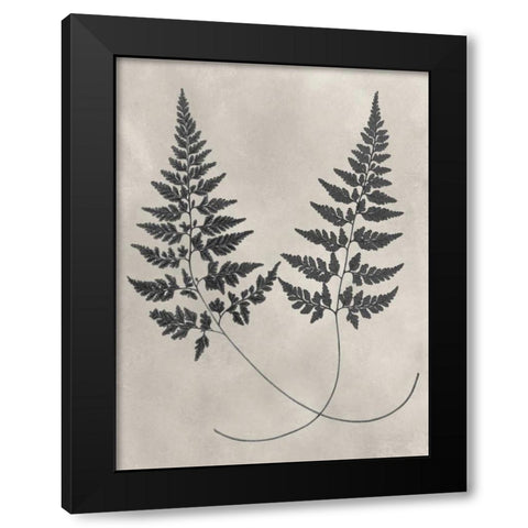 Vintage Fern Study I Black Modern Wood Framed Art Print with Double Matting by Vision Studio