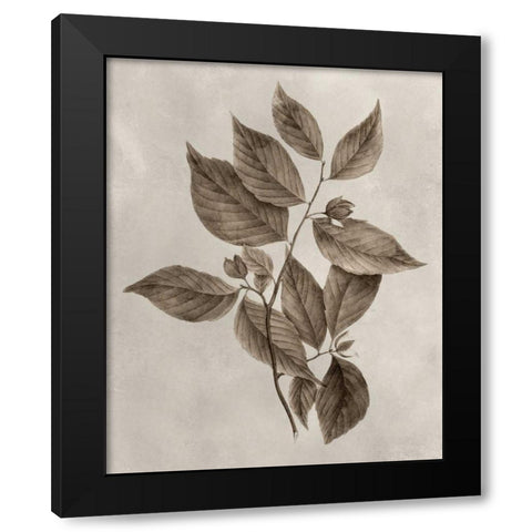 Arbor Specimen III Black Modern Wood Framed Art Print with Double Matting by Vision Studio