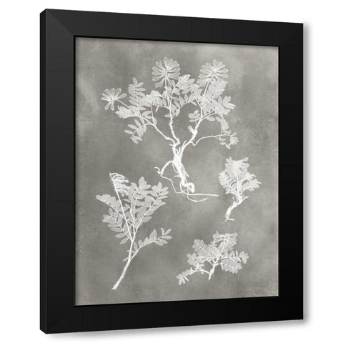 Herbarium Study II Black Modern Wood Framed Art Print with Double Matting by Vision Studio
