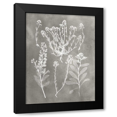 Herbarium Study III Black Modern Wood Framed Art Print with Double Matting by Vision Studio