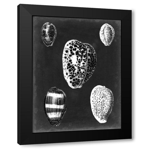 Alabaster Shells VI Black Modern Wood Framed Art Print with Double Matting by Vision Studio