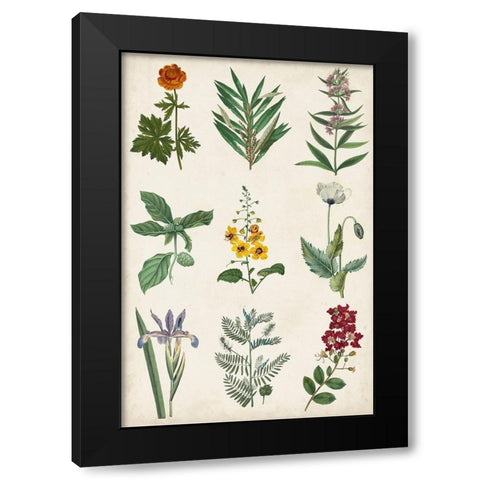 Botanical Chart II Black Modern Wood Framed Art Print with Double Matting by Vision Studio