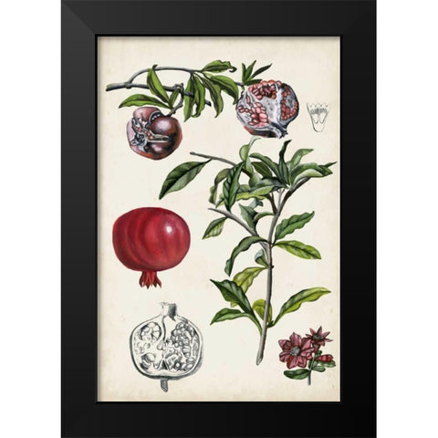 Pomegranate Composition I Black Modern Wood Framed Art Print by McCavitt, Naomi