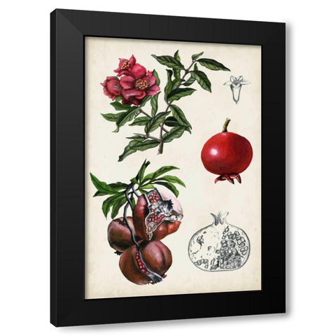Pomegranate Composition II Black Modern Wood Framed Art Print by McCavitt, Naomi