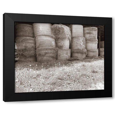 Sepia Farm Study V Black Modern Wood Framed Art Print by Ludwig, Alicia