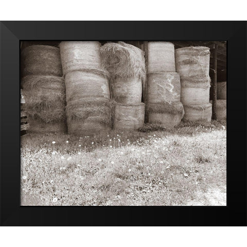 Sepia Farm Study V Black Modern Wood Framed Art Print by Ludwig, Alicia