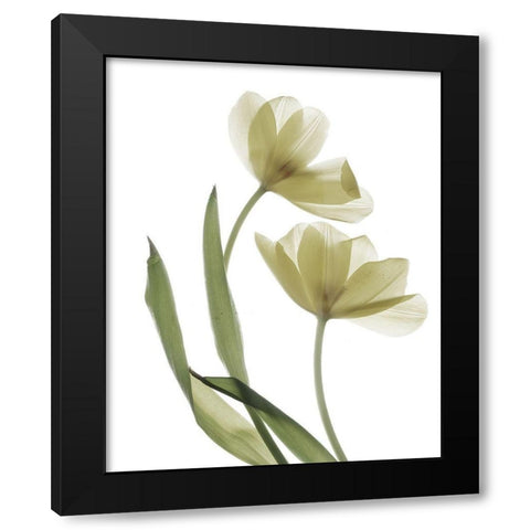 Xray Tulip I Black Modern Wood Framed Art Print by Stalus, Judy