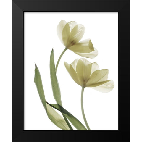 Xray Tulip I Black Modern Wood Framed Art Print by Stalus, Judy
