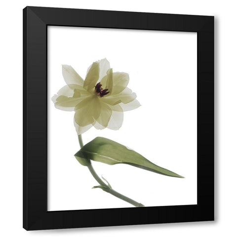 Xray Tulip II Black Modern Wood Framed Art Print with Double Matting by Stalus, Judy