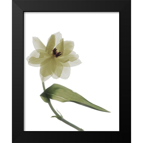 Xray Tulip II Black Modern Wood Framed Art Print by Stalus, Judy