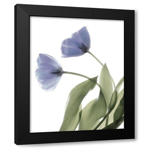 Xray Tulip III Black Modern Wood Framed Art Print with Double Matting by Stalus, Judy