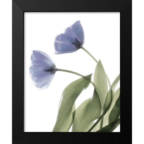 Xray Tulip III Black Modern Wood Framed Art Print by Stalus, Judy