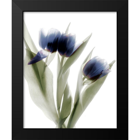 Xray Tulip IV Black Modern Wood Framed Art Print by Stalus, Judy