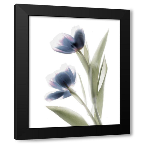 Xray Tulip V Black Modern Wood Framed Art Print with Double Matting by Stalus, Judy