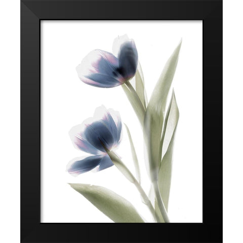 Xray Tulip V Black Modern Wood Framed Art Print by Stalus, Judy