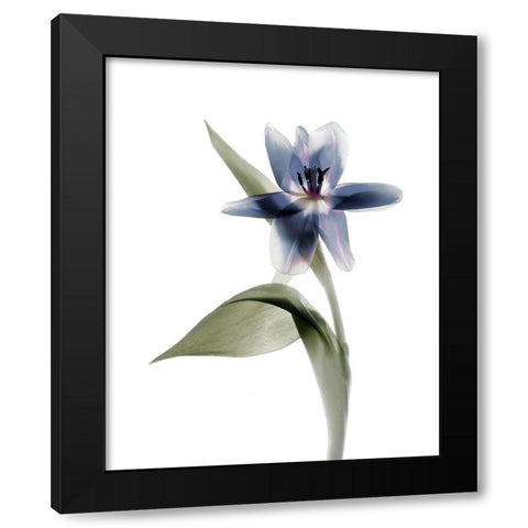 Xray Tulip VII Black Modern Wood Framed Art Print with Double Matting by Stalus, Judy